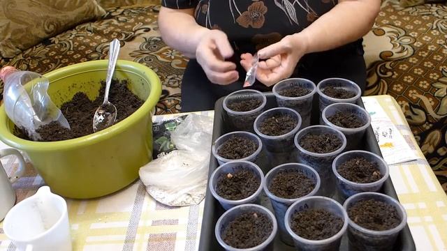 Огурцы от посева до всходов. смотреть онлайн