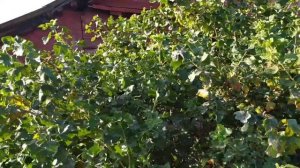 Высокорослый крыжовник вырос выше трёх метров!