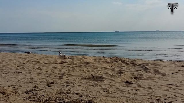 Чайка хозяйничает на пляже, подыскивает себе место для строительства коттеджа смотреть онлайн