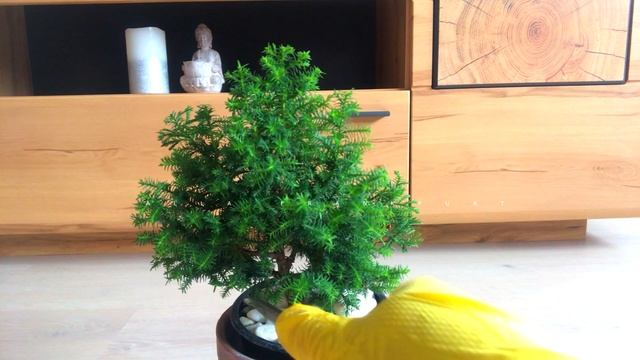 Стрижка ХВОЙНЫХ. БОНСАЙ из Можжевельника. Обрезка хвойных