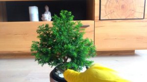 Стрижка ХВОЙНЫХ. БОНСАЙ из Можжевельника. Обрезка хвойных