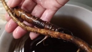 Посадка пиона в коробку.