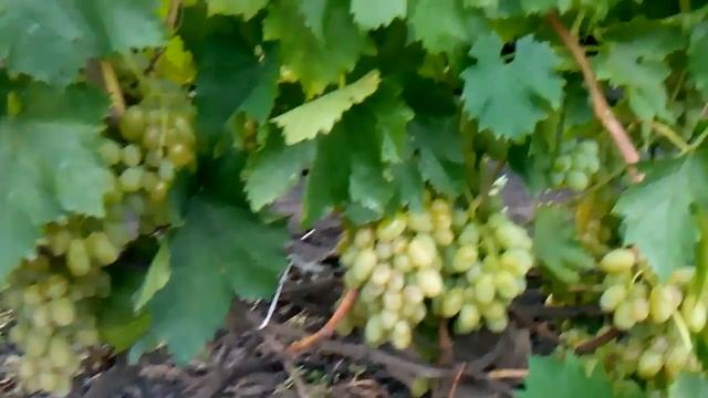 Сотр винограда новый подарок запорожью урожай 2017 смотреть онлайн