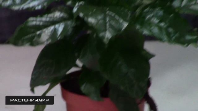 Кроссандра тропик / цветущие комнатные растения