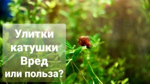 Улитки катушки и физы в аквариуме. Польза или вред?