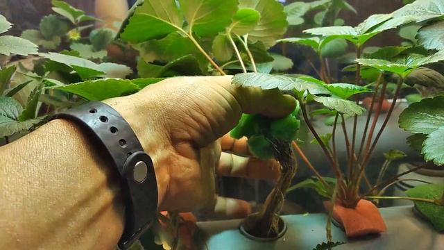 ВЫРАЩИВАНИЕ КЛУБНИКИ ДОМА на гидропонике. Ягоды зреют. Часть 5 смотреть онлайн