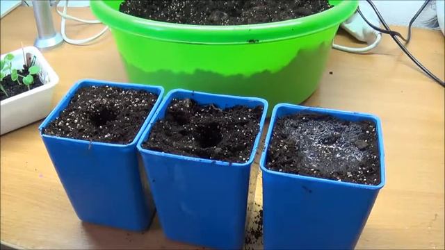 Пикировка всходов пеларгонии. смотреть онлайн