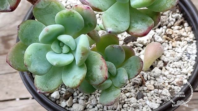 Compre 13 nuevas especies de suculentas para mí colección y sus nombres | @distritoecheveria смотреть онлайн
