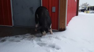 Petunia Pig's First Snow!