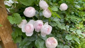 Scentuous - Earth Angel - Bliss Parfuma roses - Aug 2022