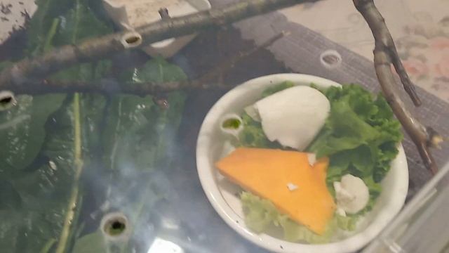 УЛИТКА АХАТИНА ВСЕ, ЧТО НУЖНО ЗНАТЬ НАС ОБМАНУЛИ ! смотреть онлайн