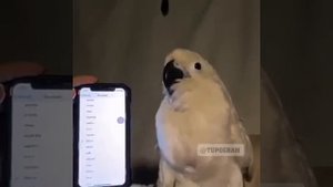 Попугай танцует под мелодии телефона, попугай вибрирует, попугай и рингтоны, прикол)