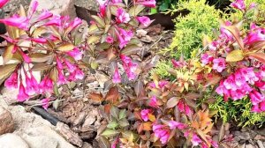 Вейгела Нана Пурпуреа