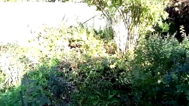 Осенняя обрезка кустарников (Чубушник)
