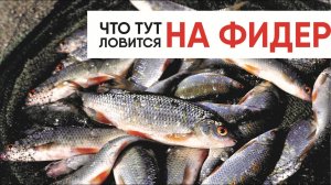 ЧТО ТУТ ЛОВИТСЯ НА ФИДЕР? Ловля на фидер.