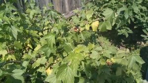 Черная смородина Ядреная