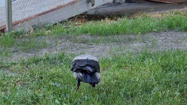 Серая Ворона смотреть онлайн