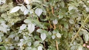 Роза Камелот ( Тантау)2011 ,Дон Жуан полуплетистая ,зелёные #limbo#supergreen #camelot #donjuan