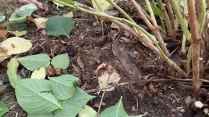 Осенняя обрезка крупнолистной гортензии ! Укрытие на зиму! Уход и подкормка .