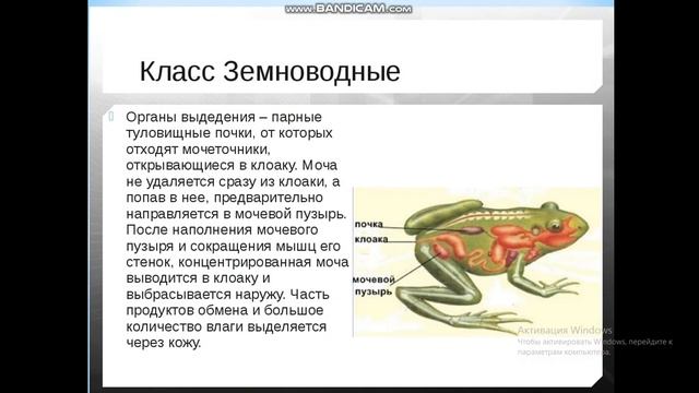 Кишечник мочеточники открываются в клоаку. Выделительная система земноводных 7 класс. Выделительная система земноводных схема. Выделительная система у амфибий 7 класс биология. Выделительная система земноводных 7 класс биология кратко.