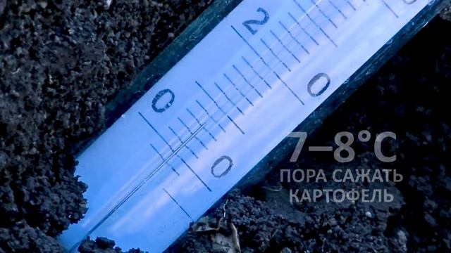 ? Когда сажать картошку | #Выращивание картофеля по #технологии Гордеевых