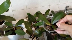 Орхидеи из семян