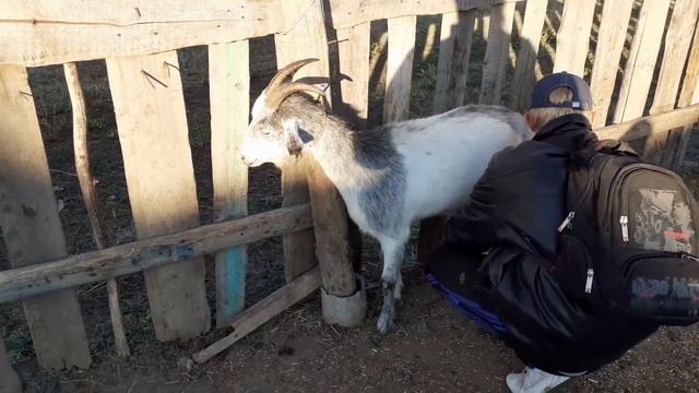 Козья дойка. Доим коз без станка и прикорма. смотреть онлайн