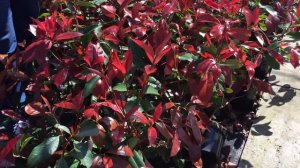 Photinia fraseri 'Red Robin' - Vörös korallberkenye