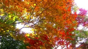 ЛИСТОПАД Татьяна Снежина