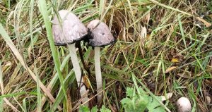 Грибы 19 октября. Поиск съедобных грибов ?