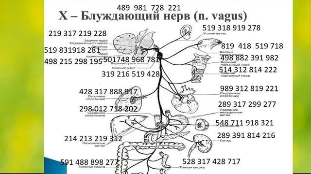 БЛУЖДАЮЩИЙ НЕРВ