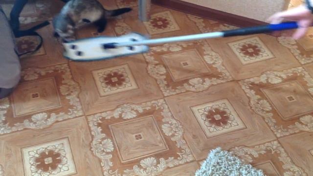 хорек Бося моет полы #zvereporter смотреть онлайн