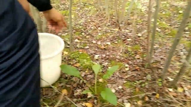 Тренировка юных грибников!!! смотреть онлайн