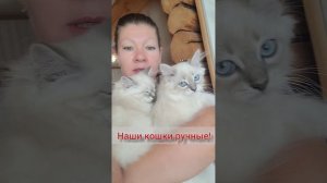 Невская маскарадная Сибирская кошка. Котик рождён 16.06.23.