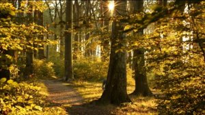 Футаж Осенний лес для детей