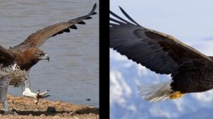 Орлы: виды, описание, интересные факты о могучих пернатых хищниках