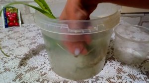 Орхидея Камбрия. Пятна на листьях. Лечение и пересадка в керамзит( закрытая система )