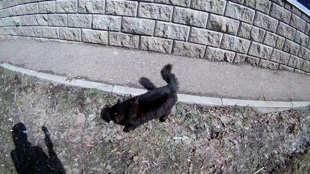 Чем грозит встреча с черным котом смотреть онлайн