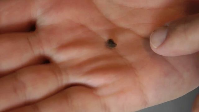 Посадка семян Гибискусов в домашних условиях смотреть онлайн