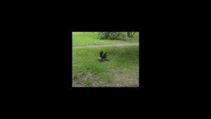 КроуХантинг августа+слово о сороках