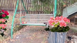 Пеларгония зональная. Как выбрать?