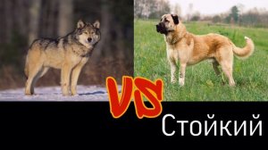 Волк против Кангала (Animals Battle)