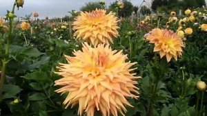 Георгины Макси 1 часть