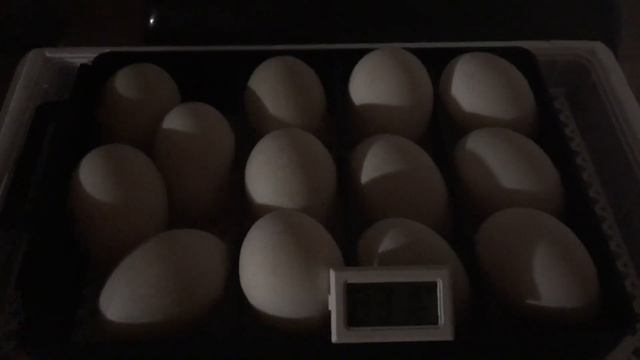 Начало инкубации яиц мускусной утки(индоутки) в китайском инкубаторе HHD на 12 яиц. смотреть онлайн