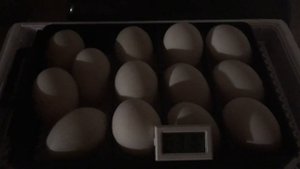 Начало инкубации яиц мускусной утки(индоутки) в китайском инкубаторе HHD на 12 яиц.