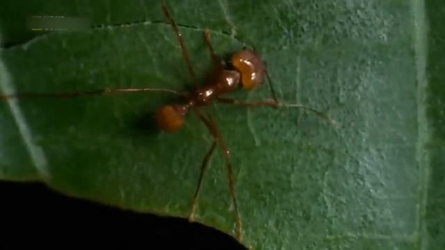 Сказка про муравьиную семью смотреть онлайн