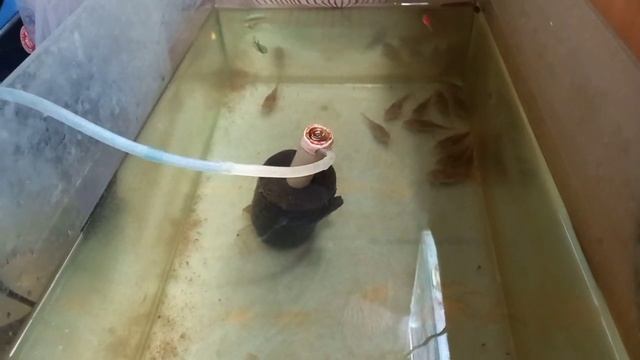 Продажа аквариумных рыбок ,ОБЗОР смотреть онлайн