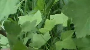 Черная смородина плодоносит после прищипывания молодых побегов.Черная смородина уход