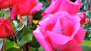 Роза плетистая Клайминг Критерион ? обзор: как сажать, саженцы розы Клайминг Критерион