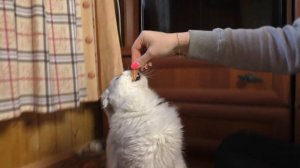 ДЕНЬ РОЖДЕНИЯ КОТЁНКА БЕЗ ЛАПКИ | КОТЯТАМ ОДИН ГОД